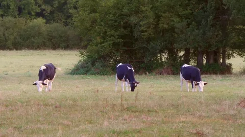 Three Holstein black and white cows eating grass in a farm field. Stock Footage 114711955