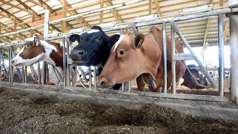 Three Holstein cows feeding in modern industrial farm, close-up wide angle. Stock-Footage 92087830