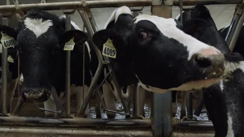 Three Holstein Dairy Cows Feeding Inside Modern Barn Stock Footage 328370627