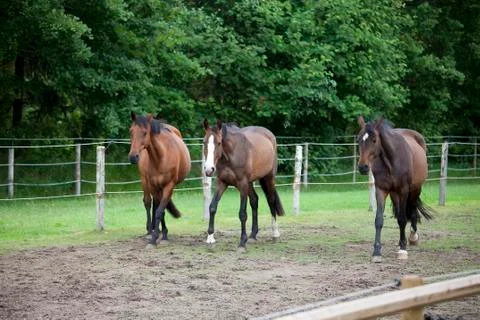 Three Holsteiner horses Fotos de archivo