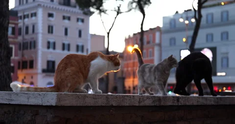 Three homeless cats animals with different colors on wall in city photographed Stock Footage 159726595
