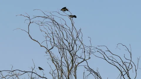 Three hooded crow on top of tree Stock Footage 91460349
