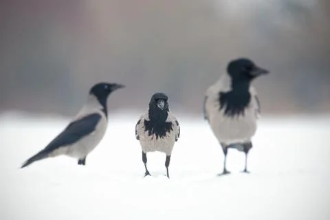 Three hooded crows, corvus cornix, sitting on a snow. Stock Photos