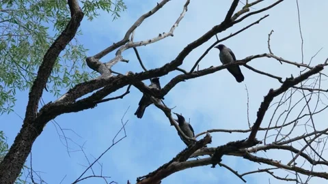 Three Hooded Crows Perched on Tree Branches Against a Clear Blue Sky With Green  Video stock 337948183