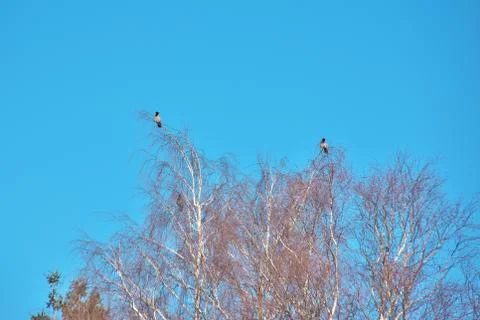 Three hooded crows perching on the top of the birch tree Stock Photos