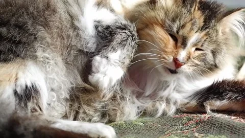 A three-horned cat licks its fur. The cat takes care of itself. Stock Footage 187192811