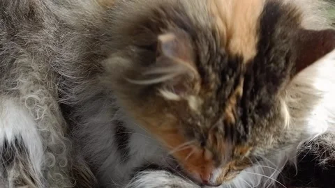 A three-horned cat licks its fur. The cat takes care of itself. Stock Footage 187202391