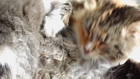 A three-horned cat licks its fur. The cat takes care of itself. Stock Footage 187205293