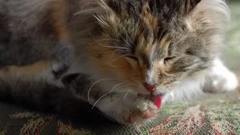A three-horned cat licks its fur. The cat takes care of itself. Stock Footage 187208086
