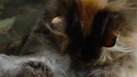 A three-horned cat licks its fur. The cat takes care of itself. Stock Footage 187208100