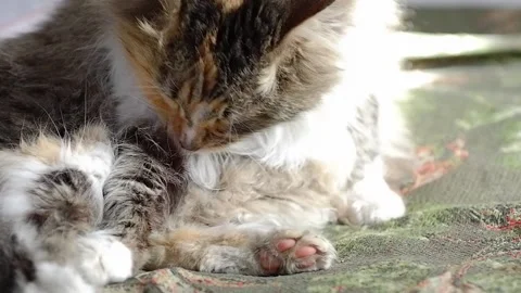 A three-horned cat licks its fur. The cat takes care of itself. Stock Footage 187210227