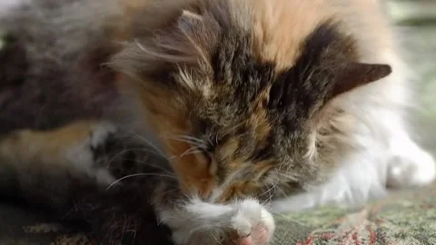A three-horned cat licks its fur. The cat takes care of itself. Stock Footage 187213849