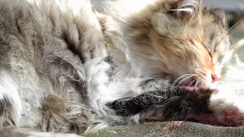 A three-horned cat licks its fur. The cat takes care of itself. Stock Footage 187215330