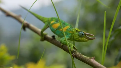 Three-horned Chameleon in Bwindi Impenetrable Forest, Uganda Stock-Footage 331536005