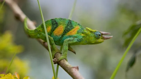Three-horned Chameleon in Bwindi Impenetrable Forest, Uganda Stock-Footage 331536013