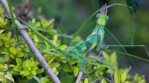 Three-horned Chameleon in Bwindi Impenetrable Forest, Uganda Stock-Footage 331539956