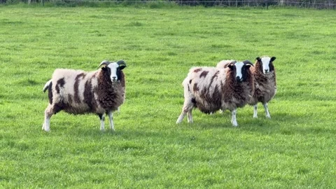 Three horned sheep standing in meadow detail Stock Footage 331584579