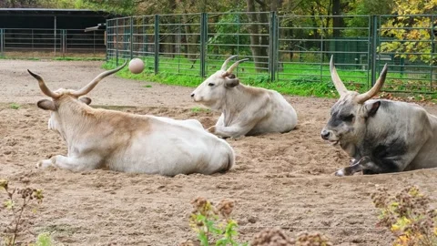 Three horned white wild cows resting and chew on sand Stock Footage 229236363