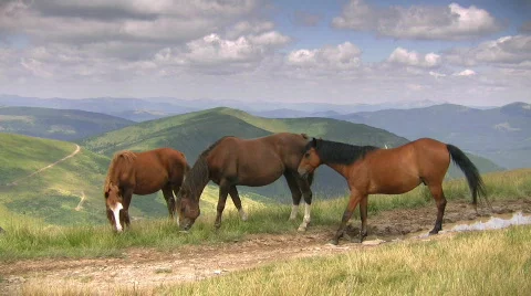 Three horse Stock-Footage 495787
