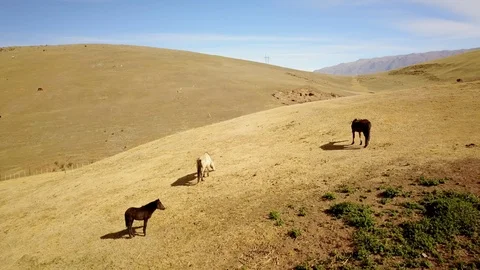 Three Horses (2 black 1 white) eating on hill, clay mountain house during sunset Stock Footage 89813141