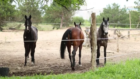 Three horses against a backdrop of falling poplar fluff Stock Footage 336459439