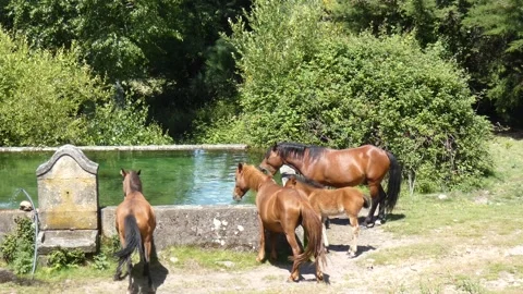Three horses and a foal indigenous Garrano breed, drinking in a mountain tank. Stock Footage 252944863
