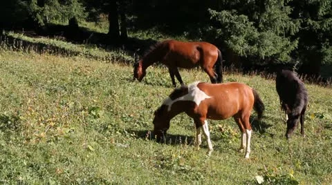 Three horses are grazed Video stock 11645288