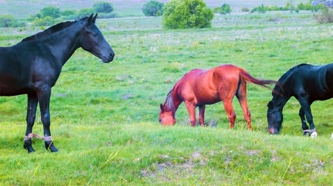 Three horses are grazed in a meadow Stock Footage 50746259