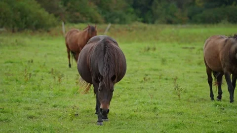 Three horses are grazing in a field Stock Footage 298064795