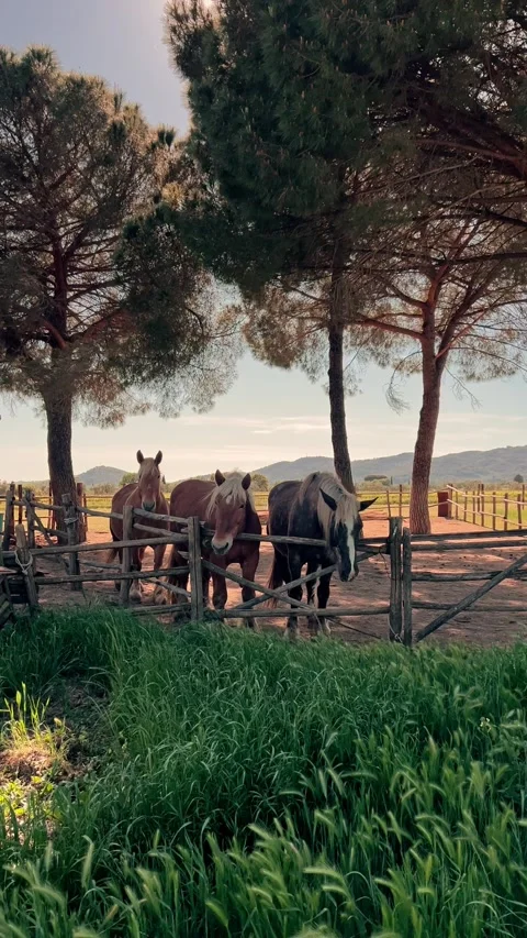 Three horses behind a fence in a vertical field scene Stock Footage 334806562