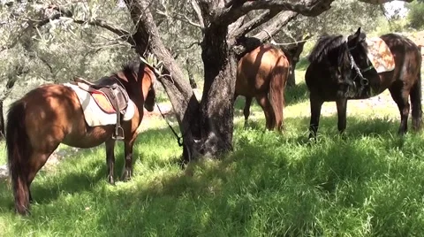 Three horses browse under a tree 2 Stock Footage 49325626