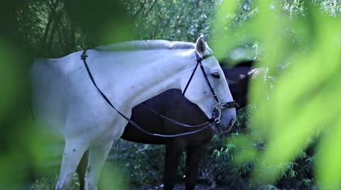 Three horses in the bush Stock Footage 53485703