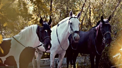 Three horses in the bush Stock Footage 53485762