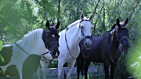 Three horses in the bush Stock Footage 53485772