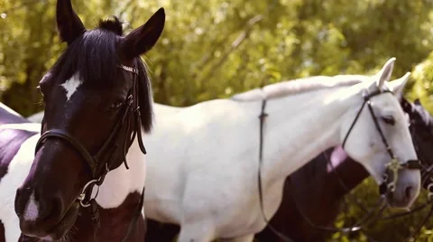 Three horses in the bush Stock Footage 53486467