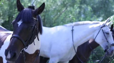 Three horses in the bush Stock Footage 53486532