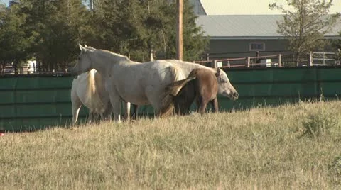 Three Horses In A Corral Video stock 19306694