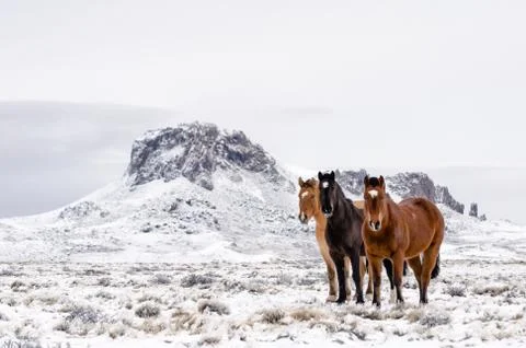 Three horses of different colors on a snowy field in a cloudy day Stock Photos
