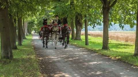 Three horses drawing a carriage Stock Footage 318217769