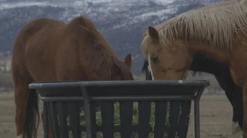 Three horses eating from feeder Stock Footage 199130666