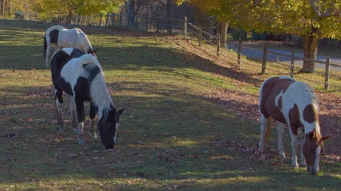 Three Horses eating grass in open field during fall near road 動画素材 219875649