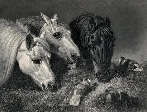 Three horses eating from a manger with two birds sitting on the hay. Steel .. Stock Illustration