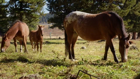 Three horses eats grass Stock Footage 288435130