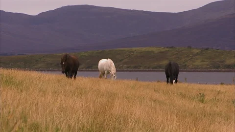 Three horses at the field Stock Footage 86230829