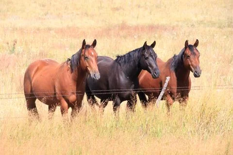Three Horses in a Field Stock Photos