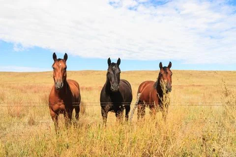 Three Horses in a Field Stock Photos