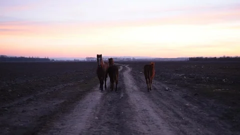 Three horses on field road Stock Footage 104814920