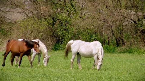 Three horses Stock-Footage 376065