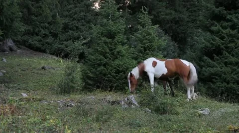 Three horses Stock Footage 12158036