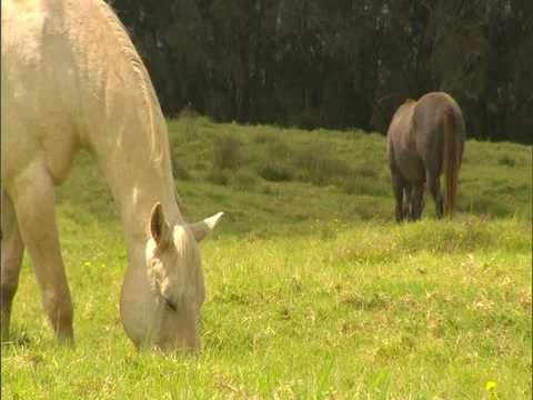 Three Horses Stock-Footage 22243012